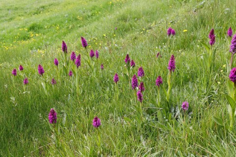 Marsh orchid (Dactylorhiza Osmanica) in a meadow