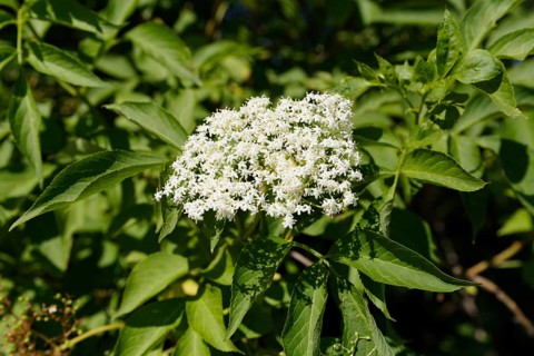 European black elderberry (Sambucus nigra) blossoms