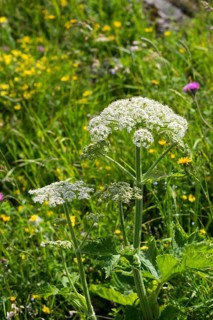 Hogweed (Heracleum sphondylium)