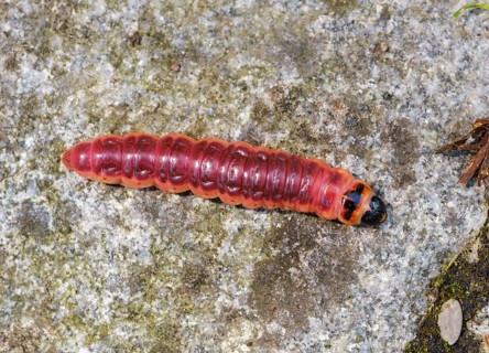Caterpillar from goat moth (Cossus cossus)