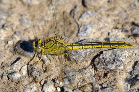Western Clubtail (Gomphus pulchellus)