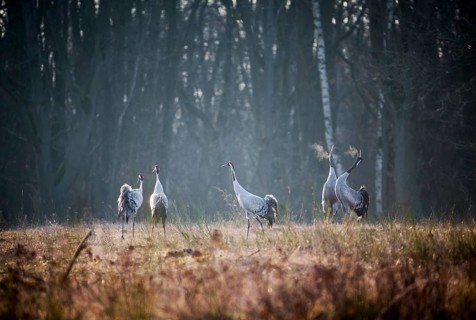 Common Cranes calling (Grus grus) in the morning light near a forest