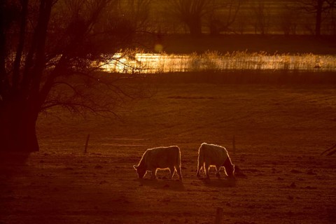 Galloway cattle (Bos primigenius taurus) in backlight on a pasture