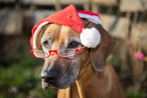 Dog (Canis lupus familiaris)