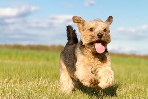 Dog (Canis lupus familiaris)
