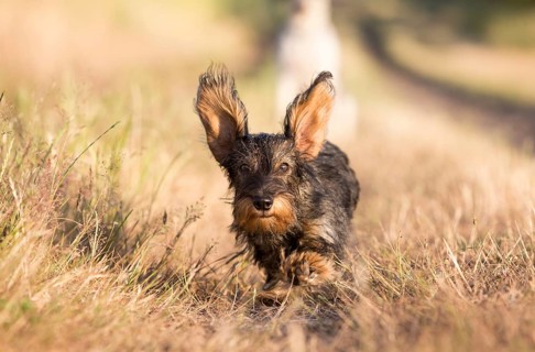 Dog (Canis lupus familiaris)
