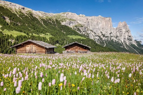 Flower meadow in the spring on the Seiser Alm in the Schlern-Rosengarten nature park