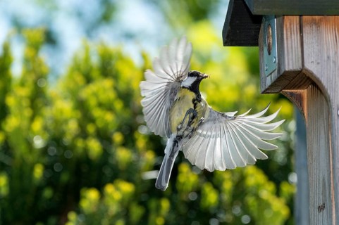 Great Tit (Parus major)
