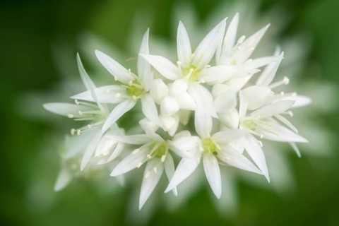 Wild Garlic (Allium ursinum)