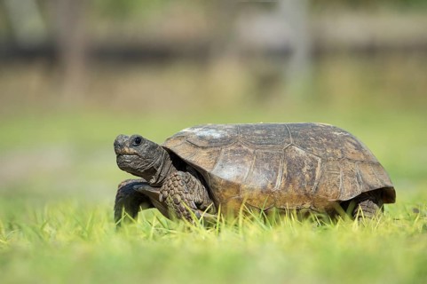 Gopher tortoise (Gopherus polyphemus) in grass