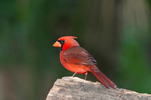 Northern Cardinal (Cardinalis cardinalis)