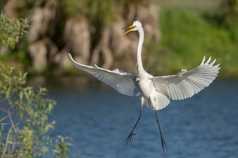 Great Egret (Casmerodius albus