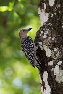 Red-bellied Woodpecker (Melanerpes carolinus)