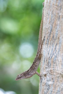 Brown anole