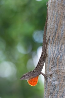 Brown anole