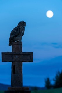 Eurasian eagle-owl (Bubo bubo)