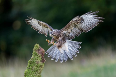 Buzzard (Buteo buteo)