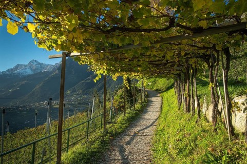 Hiking trail through the vineyards