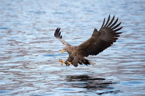 White-tailed eagle (Haliaeetus albicilla) hunting over water
