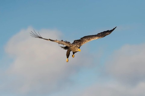 White-tailed eagle (Haliaeetus albicilla) in flight