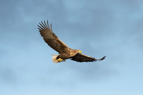 White-tailed eagle (Haliaeetus albicilla) in flight