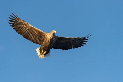 White-tailed eagle (Haliaeetus albicilla) in flight