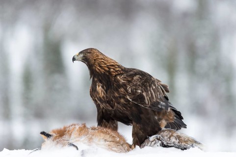 Golden Eagle (Aquila chrysaetos) with fox as prey in snow