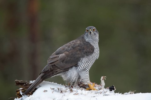 Northern goshawk (Accipiter gentilis) with prey