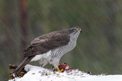 Northern goshawk (Accipiter gentilis) with prey in snow flurry