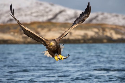White-tailed eagle (Haliaeetus albicilla) flying with fish prey over water