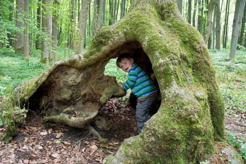 Toddler playing in a hollow tree trunk or root