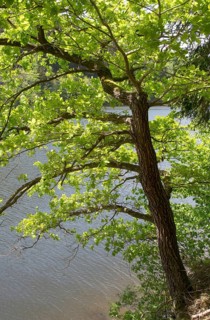 English oak (Quercus robur) on the lakeshore