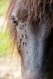 Horse with annoying flies around the eye