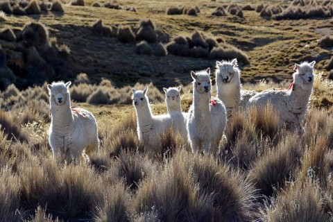 White lamas (Lama glama) in Paja grass