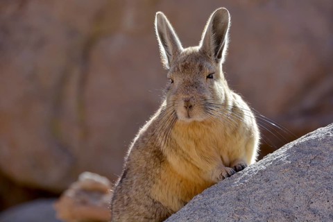Southern viscacha (Lagidium viscacia) leaning against a rock