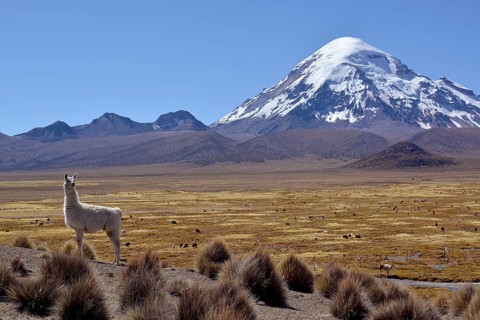 Llama (Lama glama) in front of Nevado Sajama volcano