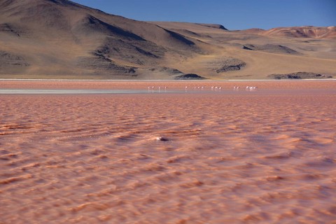 Flamingos (Phoenicopterus sp.) in Laguna Colorada