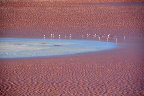 Flamingos (Phoenicopterus sp.) in Laguna Colorada