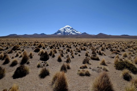 Salaam volcano with ichu grass (Stipa ichu) in Sajama National Park