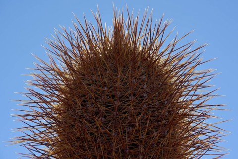 Cactus (Echinopsis atacamensis)