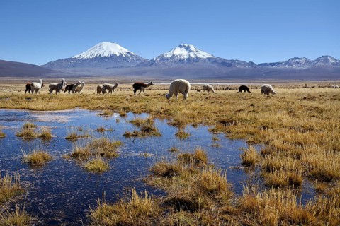 Snow-covered volcanoes Pomerape and Parinacota