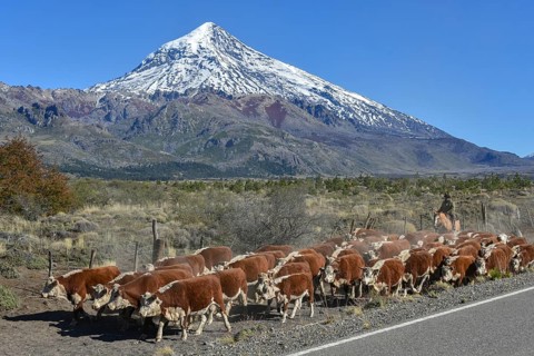 Cattle herd with Gaucho at the roadside in front of snow-covered volcano Lanin