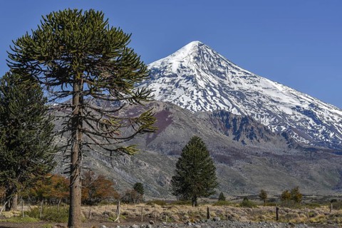 Snow-covered volcano Lanin and monkey puzzle trees (Araucaria araucana)