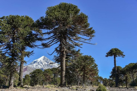 Snow-covered volcano Lanin and monkey puzzle trees (Araucaria araucana)