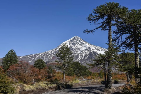 Snow-covered volcano Lanin and monkey puzzle trees (Araucaria araucana)