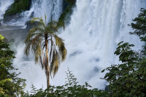 Falling water masses with palm trees