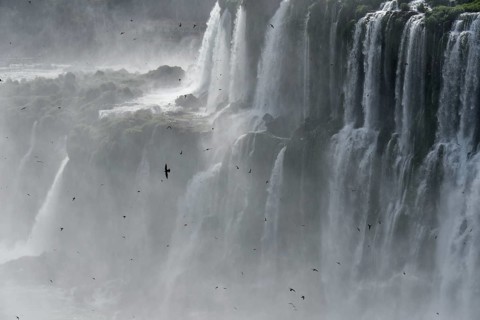 Many great dusky swift (Cypseloides senex) in front of the plunging water masses of the Garganta del diablo