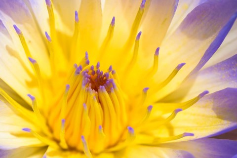 Cape Blue Water Lily (Nymphaea capensis)