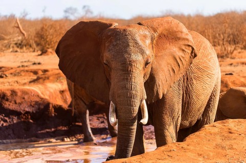 African Elephant (Loxodonta africana)