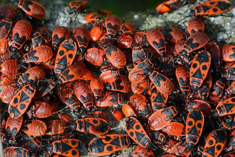 Firebug (Pyrrhocoris apterus)